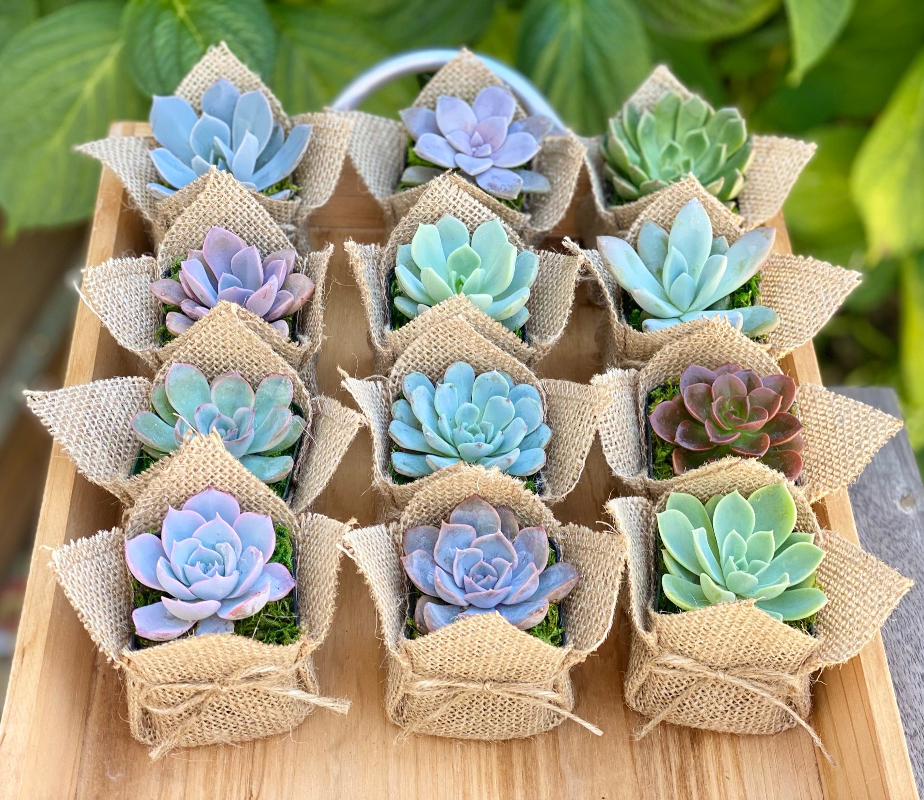 Succulent gift box - 3 ceramic pot – Tucculents