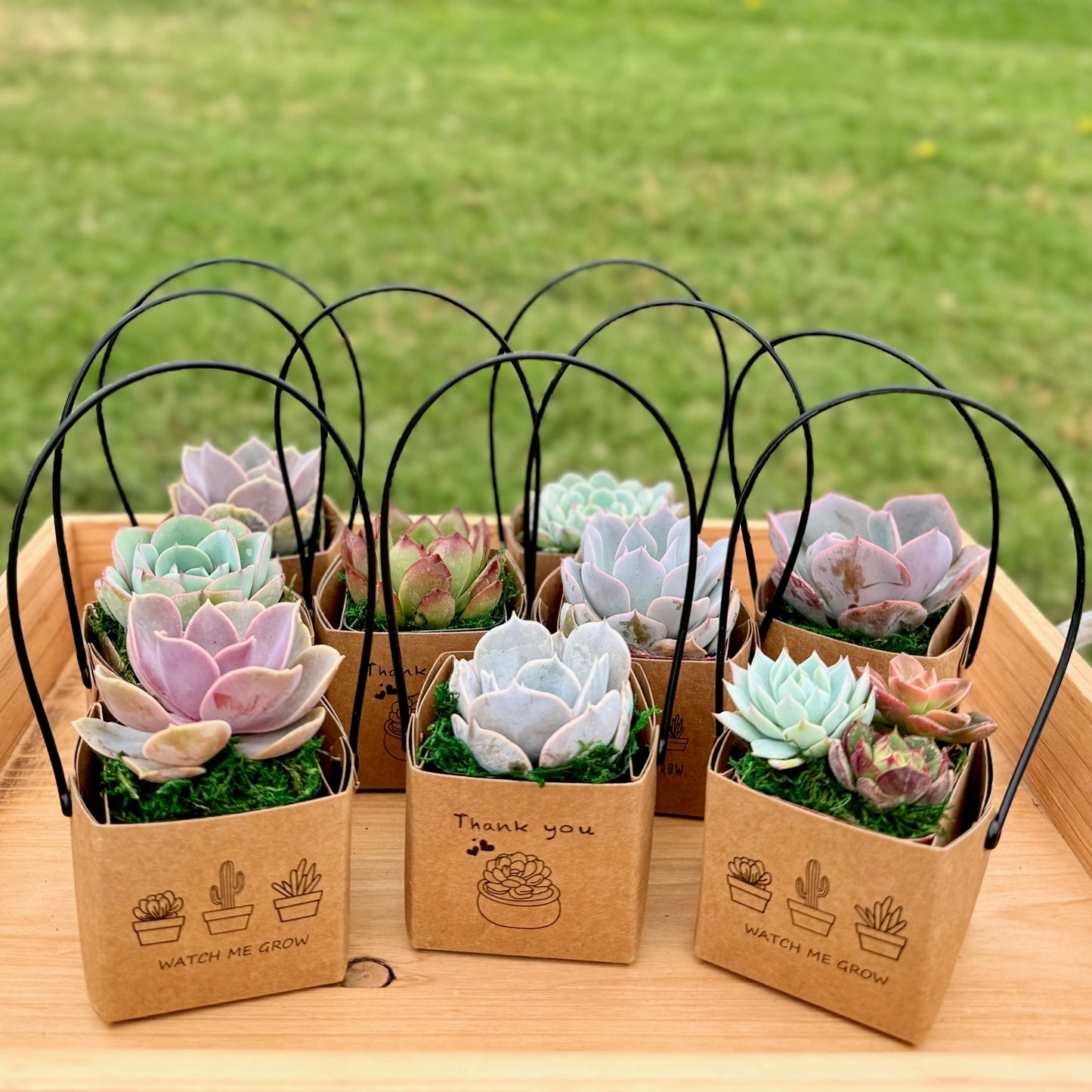 2" Succulent Favor in Kraft box with Handle
