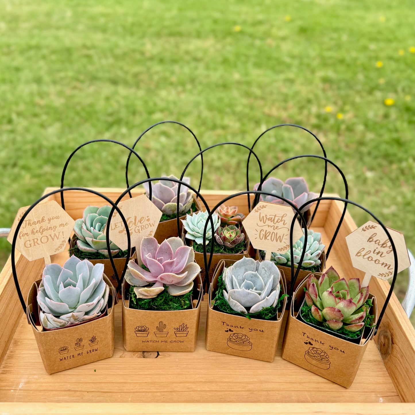 2" Succulent Favor in Kraft box with Handle