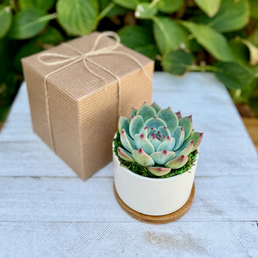 3" Succulent Plant in Ceramic pot - Appreciation Gift Box