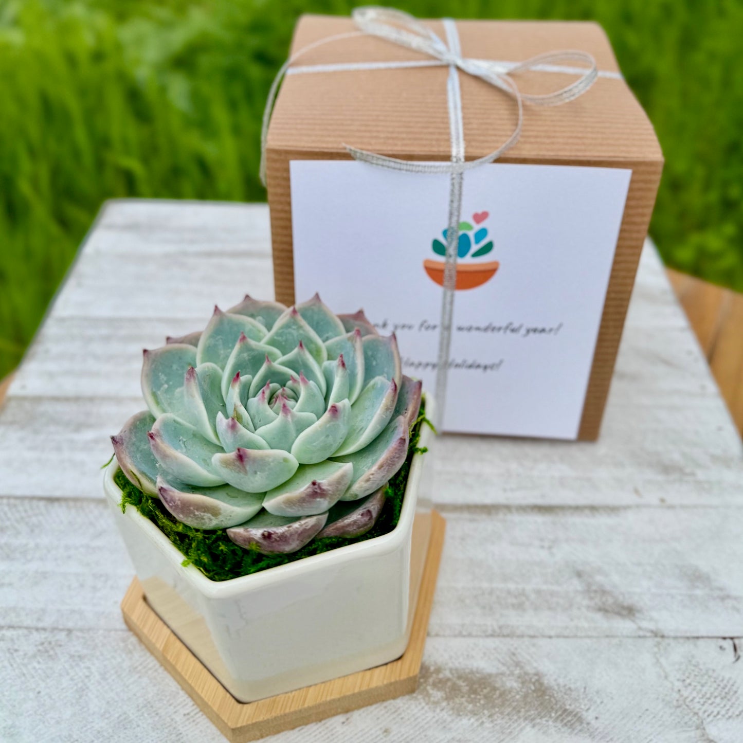 4” Succulent Plant in Ceramic Pot - Appreciation Gift Box