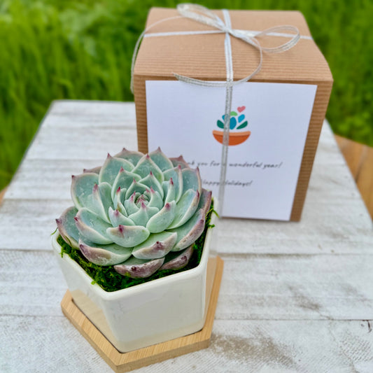 4” Succulent Plant in Ceramic Pot - Appreciation Gift Box