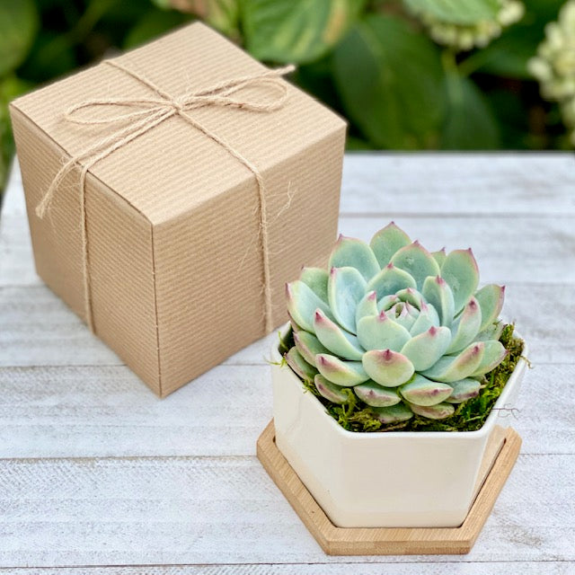 4” Succulent Plant in Ceramic Pot - Appreciation Gift Box