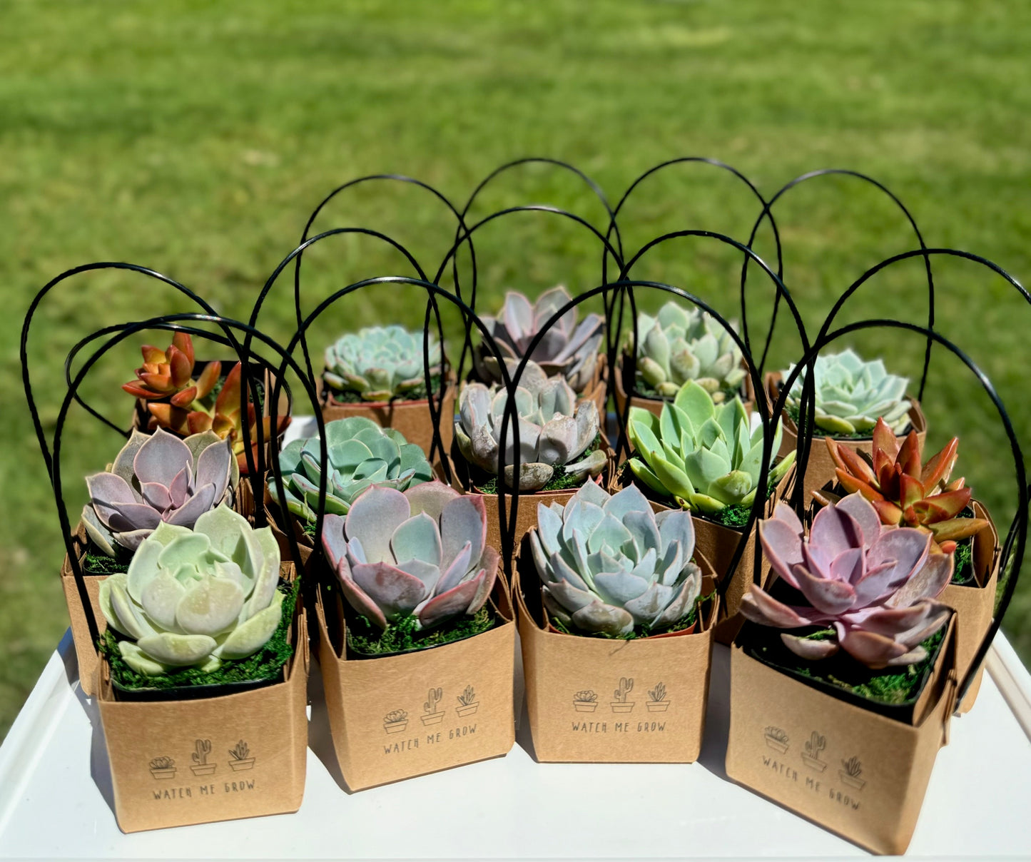 2" Succulent Favor in Kraft box with Handle