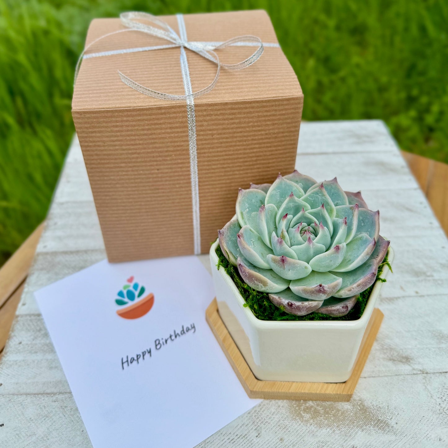 4” Succulent Plant in Ceramic Pot - Appreciation Gift Box