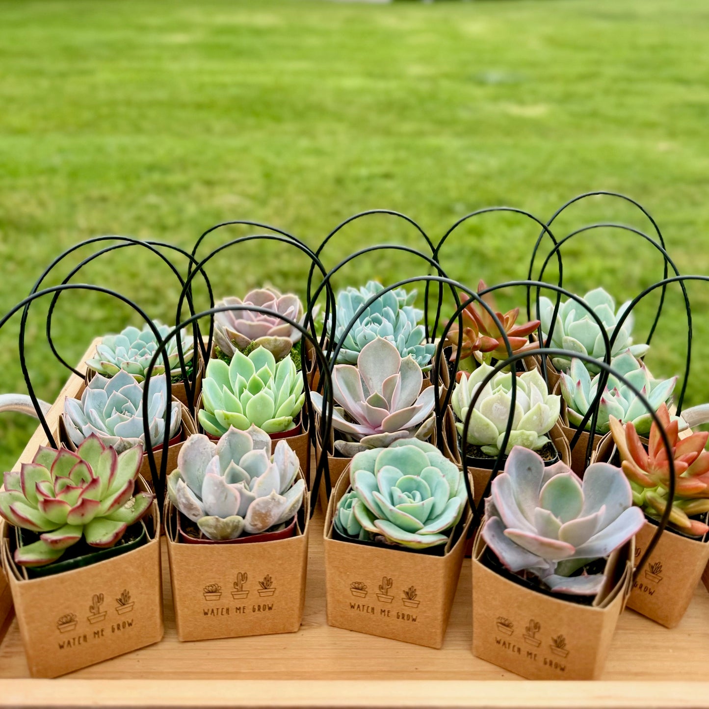 2" Succulent Favor in Kraft box with Handle