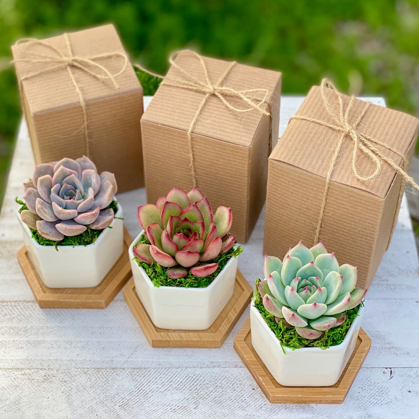 Succulent gift box - 3 ceramic pot