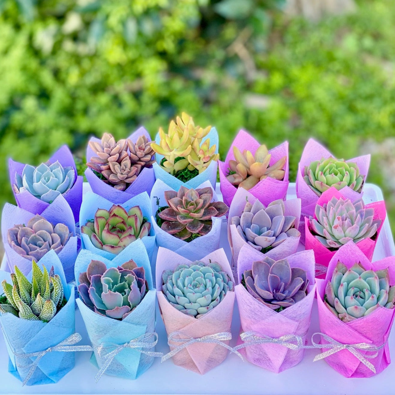 Colorful Succulent 2024 party favors