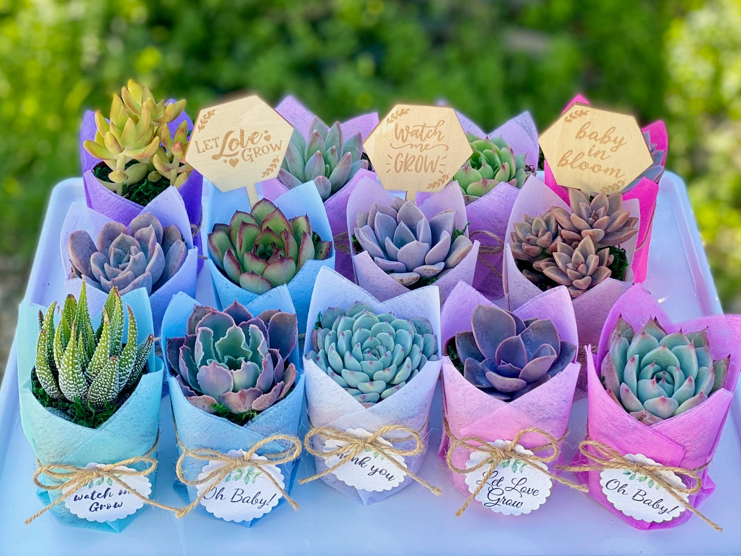 Succulent Favor with Sign/Tag