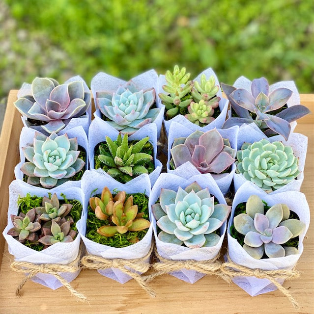 Succulent Favor - Bridal Wedding