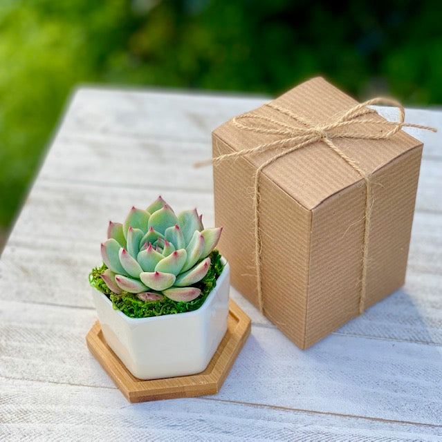 Succulent gift box 2.75" Ceramic pot - Appreciation Gift