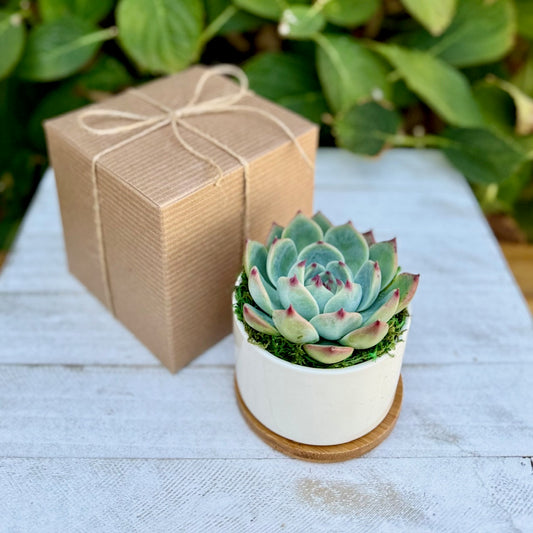 Succulent gift box 3" Ceramic pot - Appreciation Gift