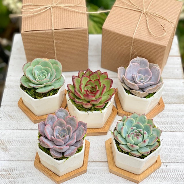 Succulent Garden Gift Box 4” Ceramic Pot