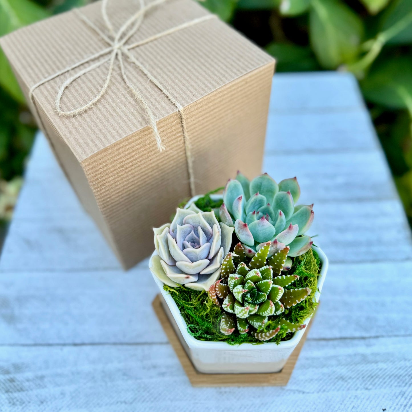 Succulent Garden Gift Box 4” Ceramic Pot