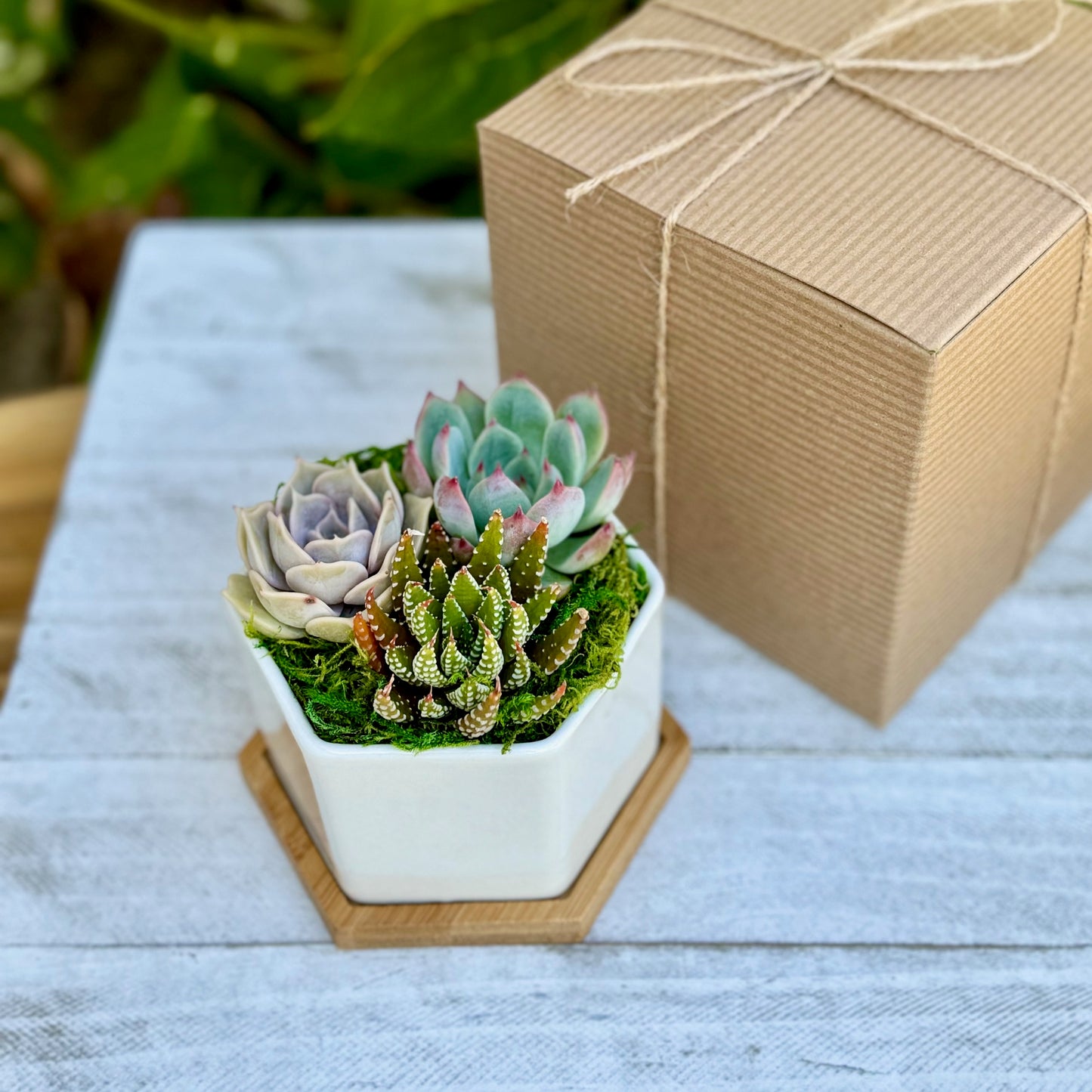 Succulent Garden Gift Box 4” Ceramic Pot