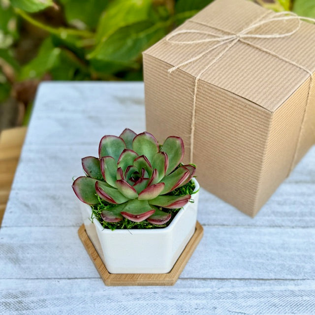 Succulent Garden Gift Box 4” Ceramic Pot