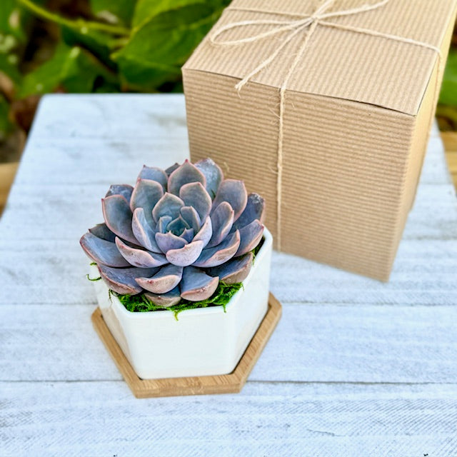 Succulent Garden Gift Box 4” Ceramic Pot