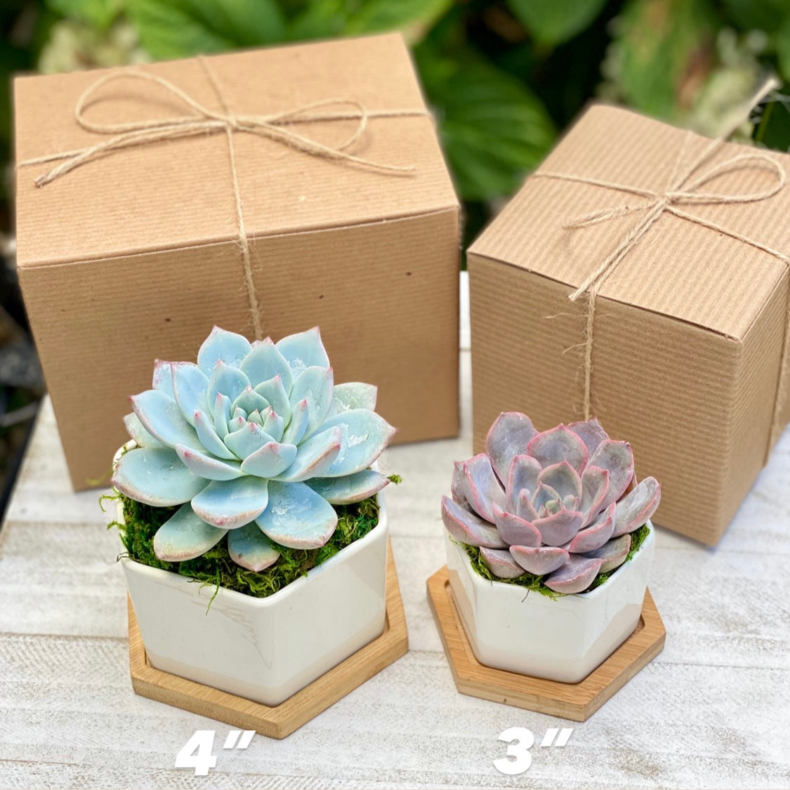 Succulent Garden Gift Box 4” Ceramic Pot