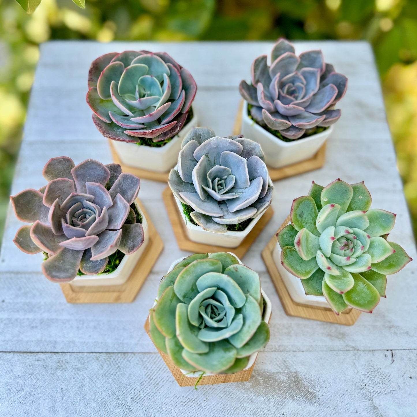 Potted Succulent in 3" ceramic pot