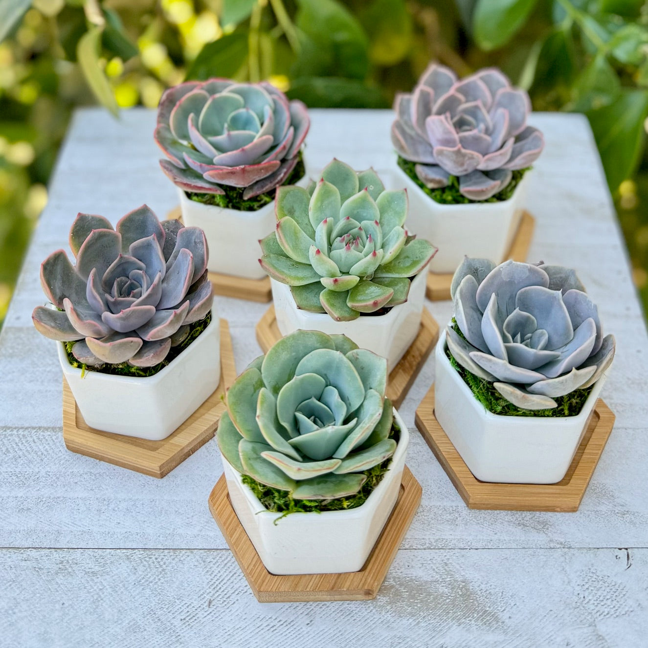 Potted Succulent in 3" ceramic pot