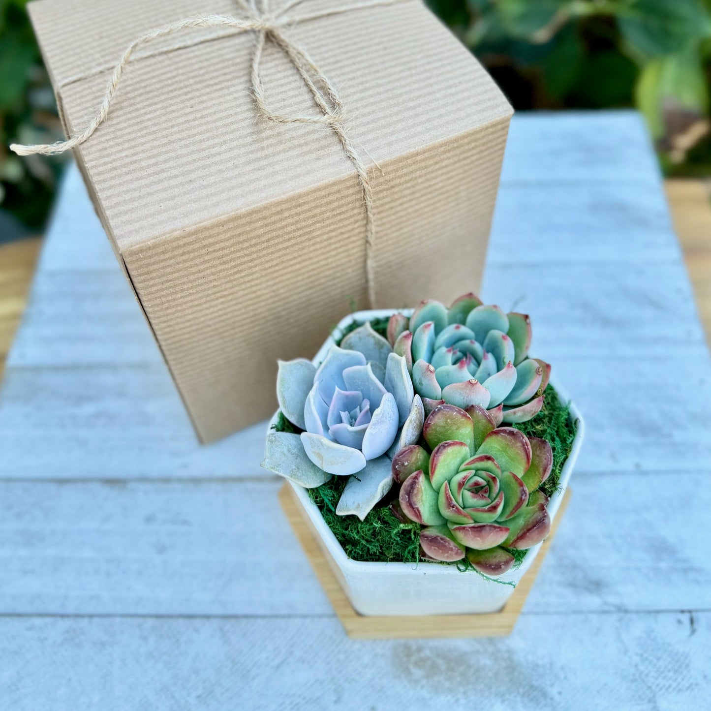 Succulent Garden Gift Box 4” Ceramic Pot