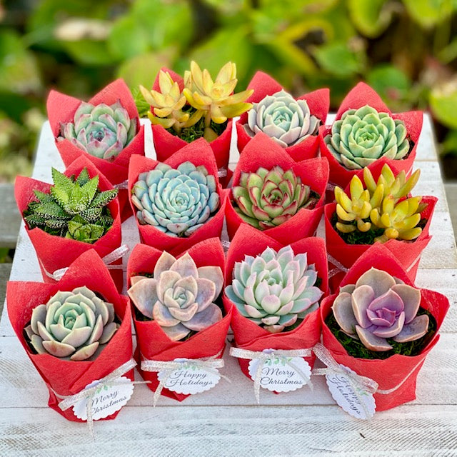 Succulent Gifts - Holiday edition