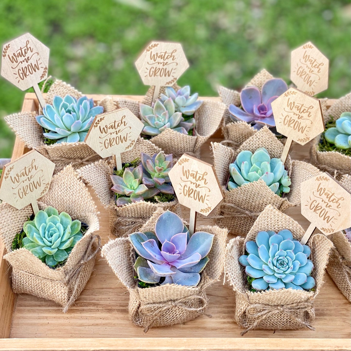 Burlap Succulent Favor with Sign/Tag