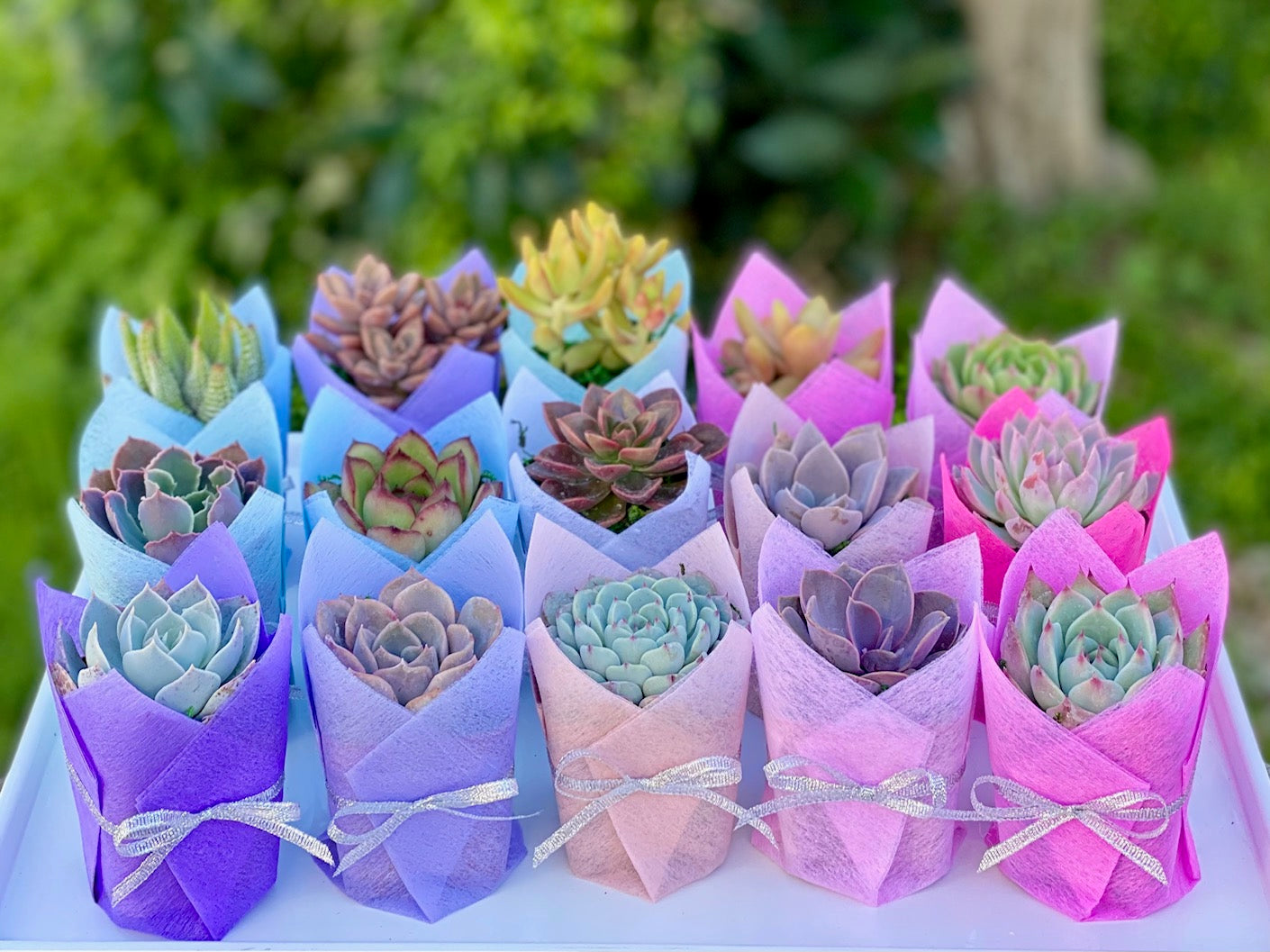 Succulent Favor Gift - Metallic Ribbon