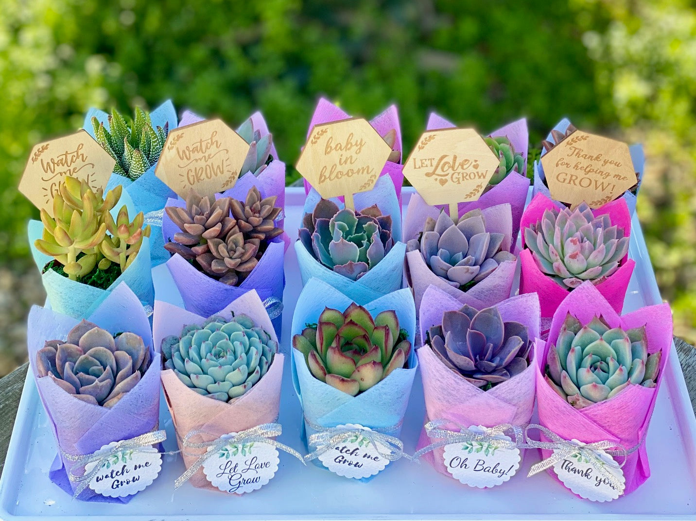 Succulent Favor Gift - Metallic Ribbon