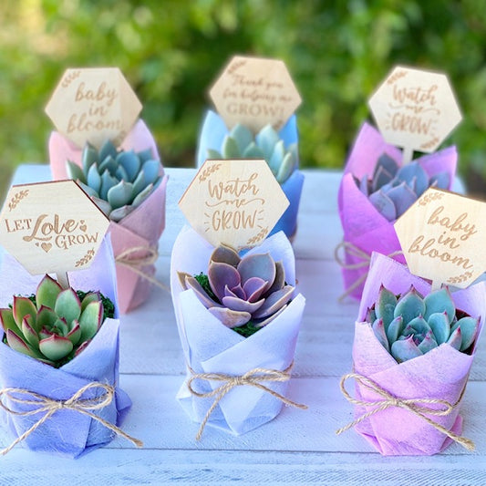 Succulent Favor with Sign/Tag