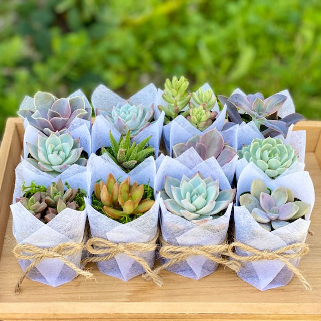 Succulent Favor - Bridal Wedding