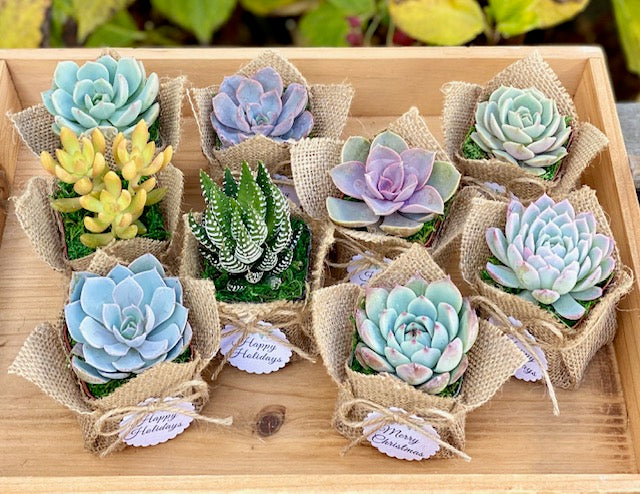 Burlap Succulent Gift Party Favor