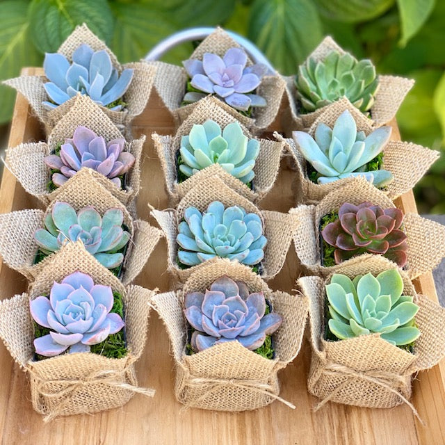 Burlap Succulent Gift Party Favor