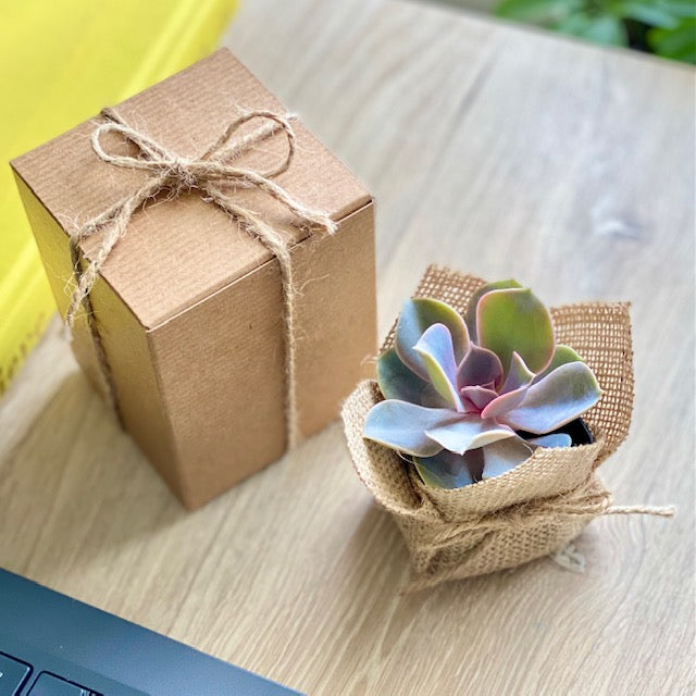 Burlap Succulent Gift Box