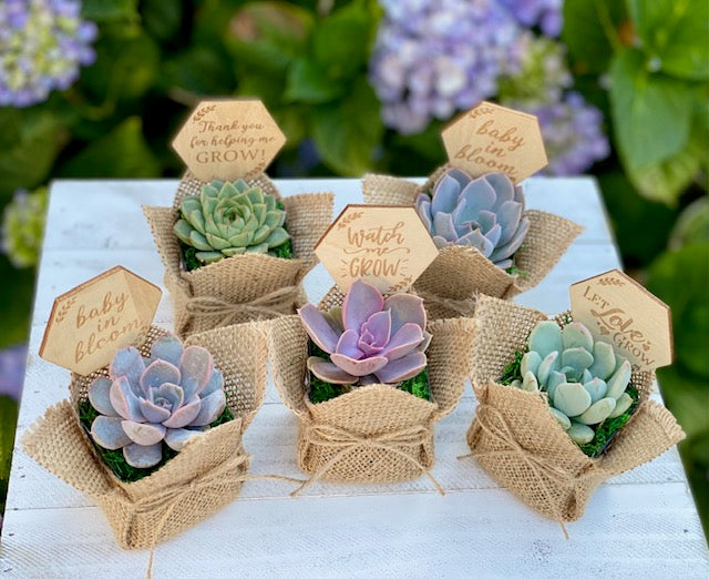 Burlap Succulent Favor with Sign/Tag