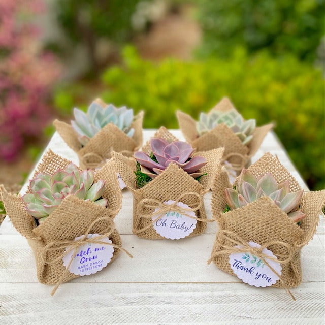 Burlap Succulent Favor with Sign/Tag