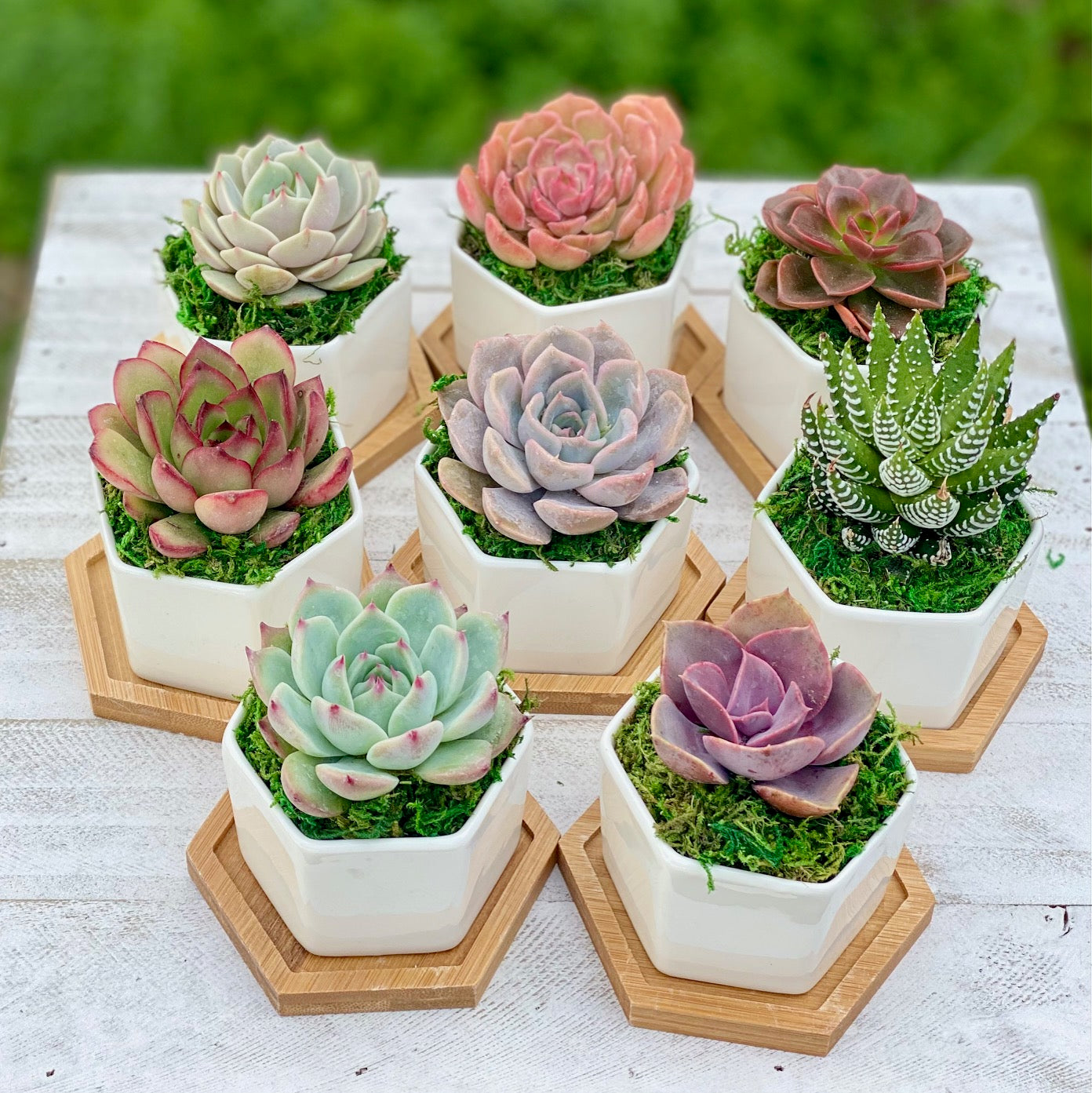 Potted Succulent in 3" ceramic pot