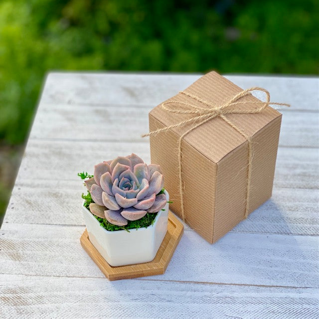 Succulent gift box - 3 ceramic pot