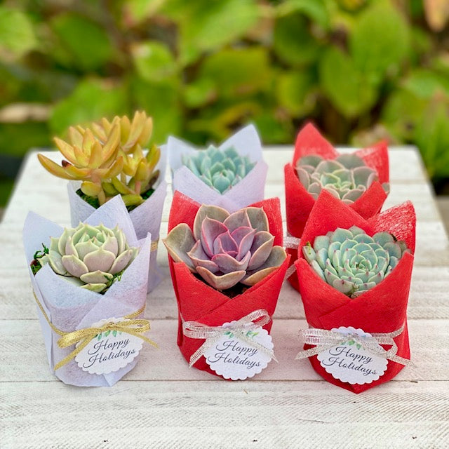 Succulent Gifts - Holiday edition