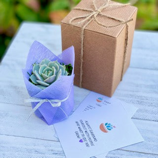 Succulent Gift Box - single plant