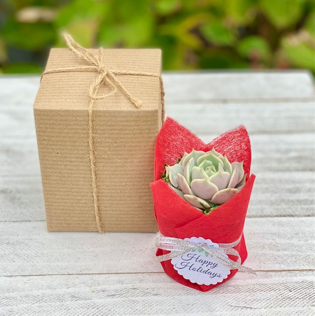 Succulent Gift Box - single plant