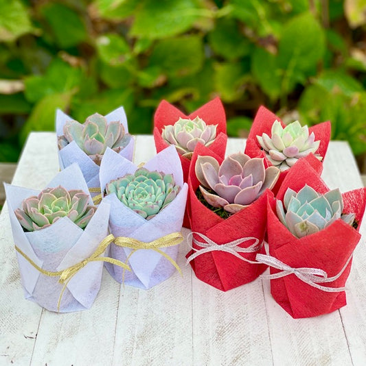 Succulent Gifts - Holiday edition