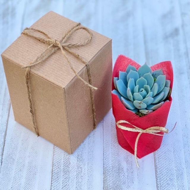 Succulent Gift Box - single plant