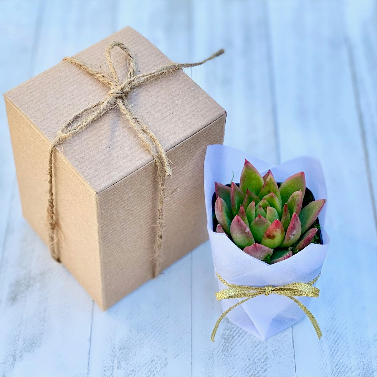 Succulent Gift Box - single plant